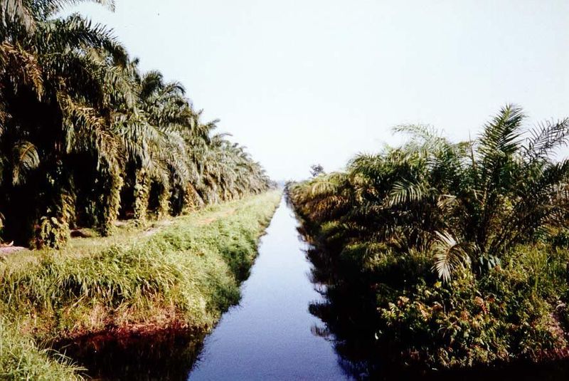 The land is low-lying and drained tract by linear tract.
