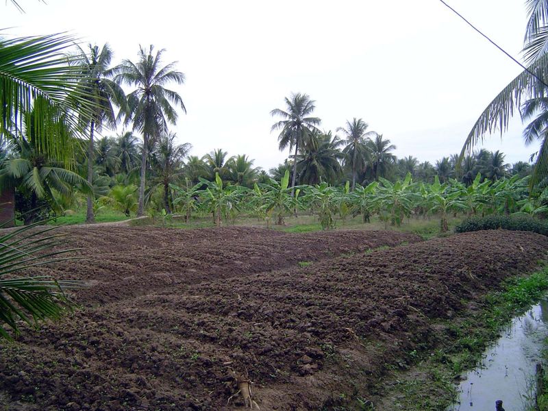 Carefully prepared fields; bananas in the background; no shortage of water.