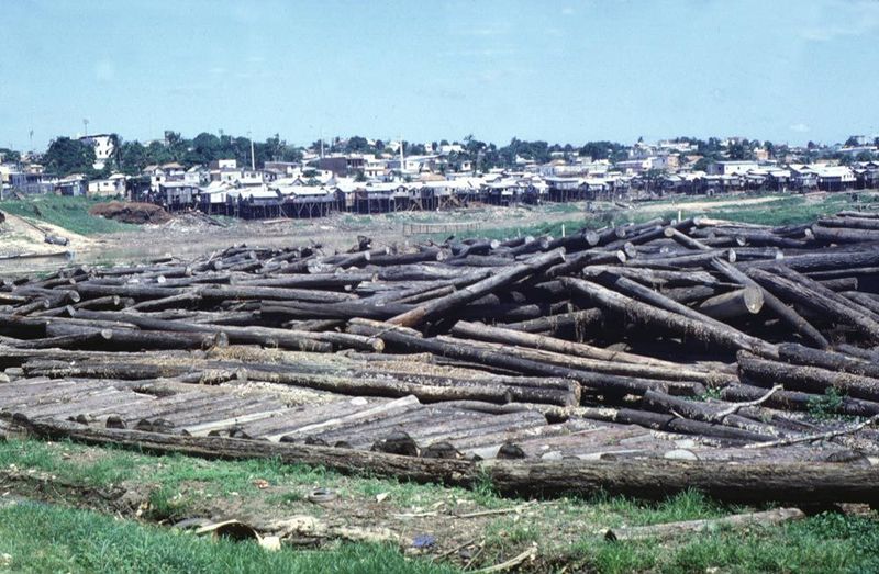 Yarded logs from the surrounding forest.