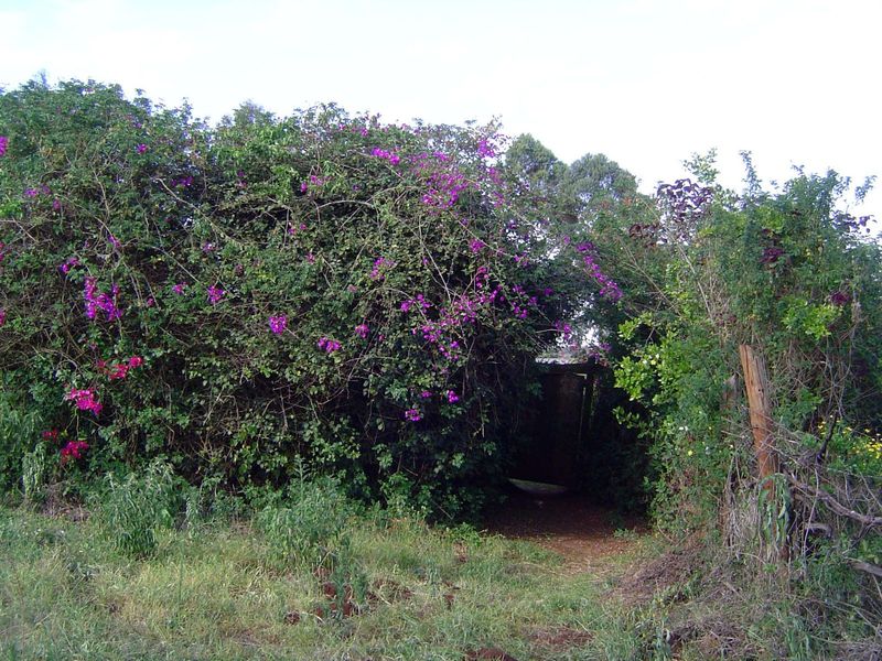 A hedge has grown up around the grave, and the passage to it is blocked by a locked gate.