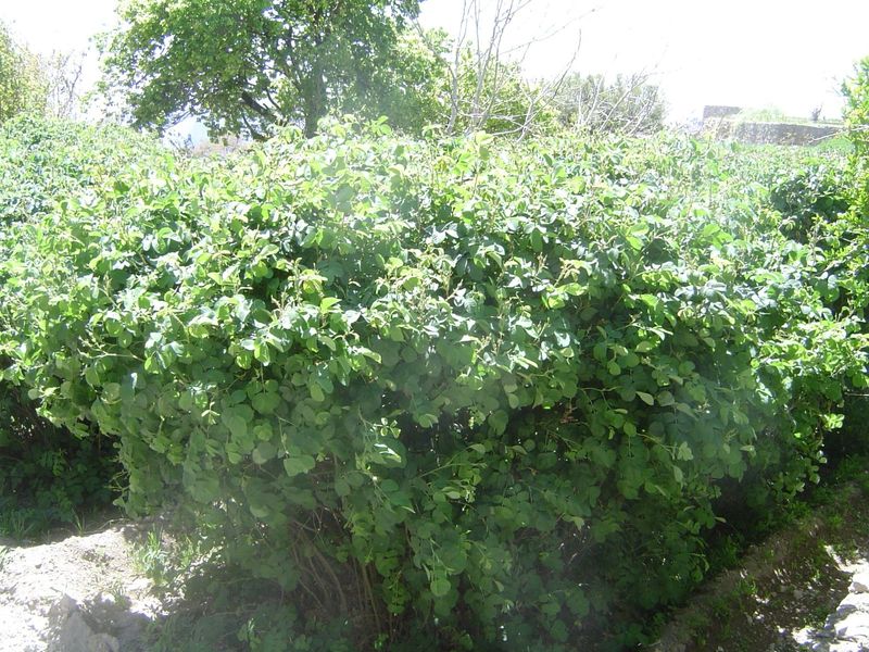 Close-up of roses.
