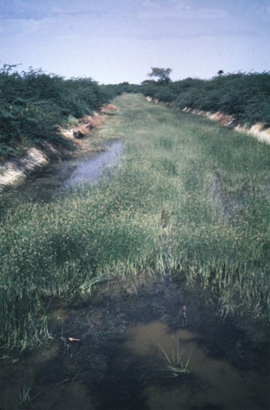A grander version of the same kind of irrigation system: this is the Asif Nahar, a 60-mile-long canal that diverts water from the Musi River