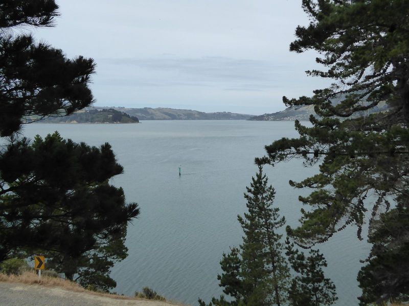 The view of the outer harbor from above Port Chalmers.