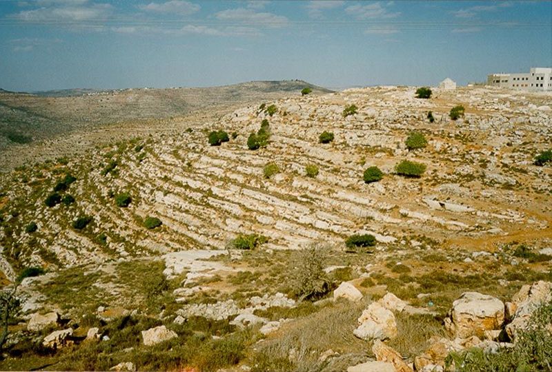 Abandoned olive terraces near Birzeit University, on the right. The name Birzeit means "olive spring."