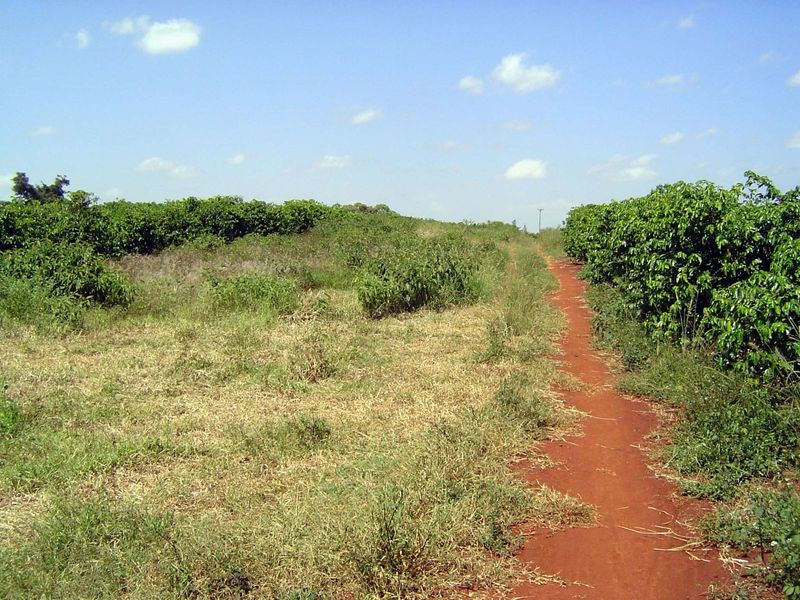 Two years after arriving, the Grants had planted 60 acres of coffee, with land prepared for more. Huxley's mother boasted gently of having p