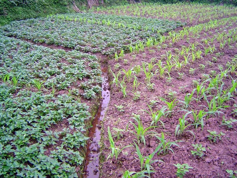 Irrigation channel with sweet potatoes on the left and corn on the right, interplanted perhaps with peanuts.