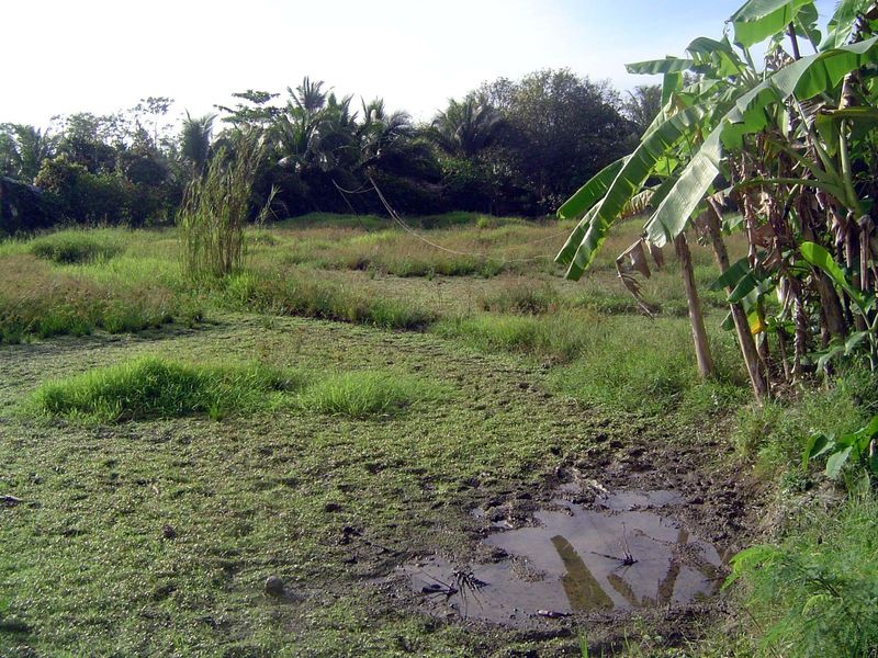 Raw land waiting for a builder.