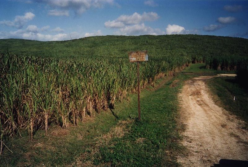 The Indian community came to Trinidad to work in sugarcane, then as now concentrated on the relatively flat lands of the west-central part o