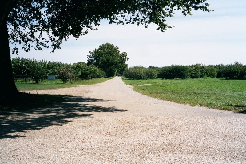 Primeval road on that farm.