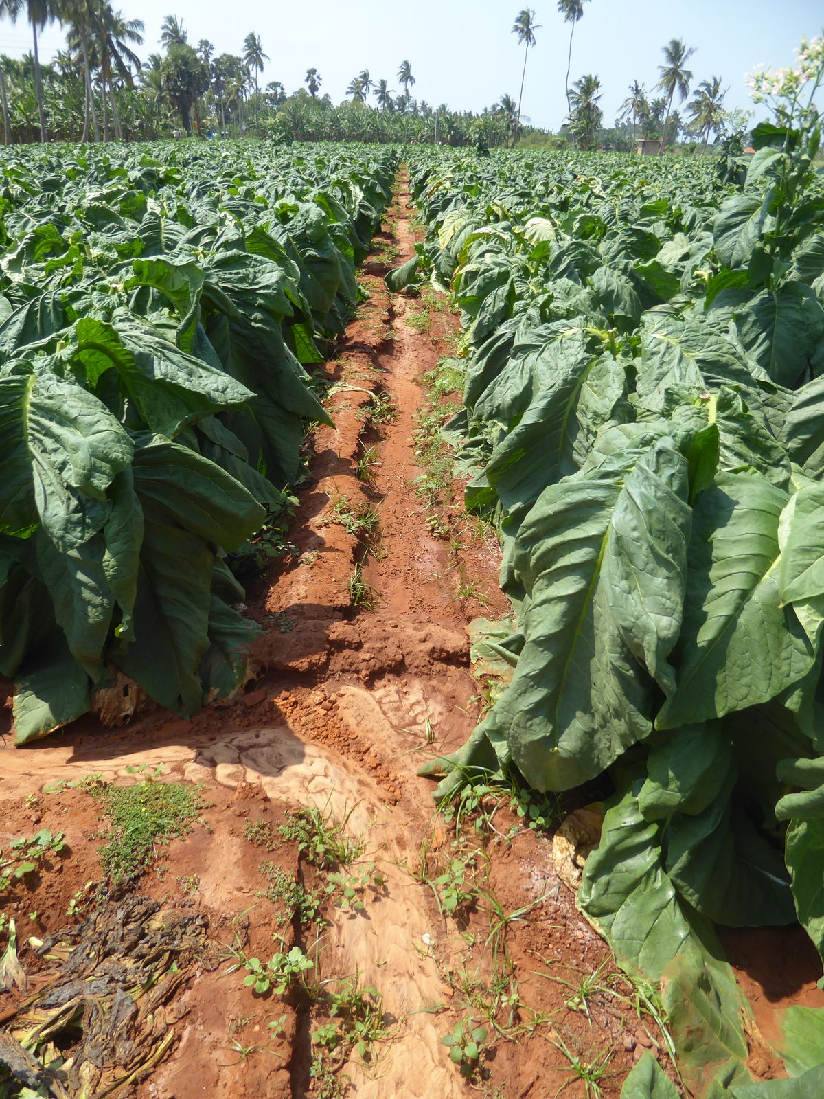Ditches to irrigate the tobacco.