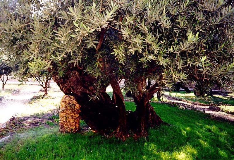 A glimmer of what might be: one of the venerable olive trees in the Garden of Gethsemene.