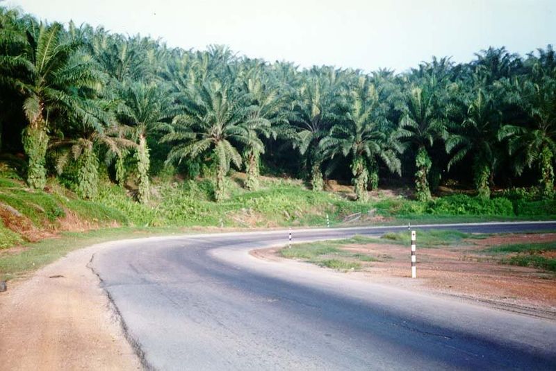 Despite the sunlight flooding the road, the atmosphere inside an oil-palm plantation is dark and brooding.