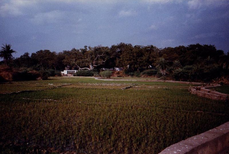 Dusk at Brahmagudem, looking upstream from the irrigation canal that heads in the pool shown in the previous picture. The temple stands in t