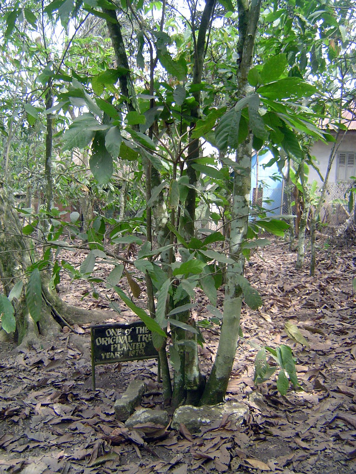 The grove has perhaps 50 trees.