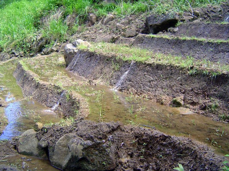 Diversions from the stream trickle from one paddy to the next.