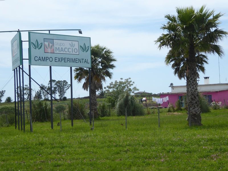There's a reason. Maccio is a Uruguayan company producing the full monty: seeds, fertilizers, and pesticides.