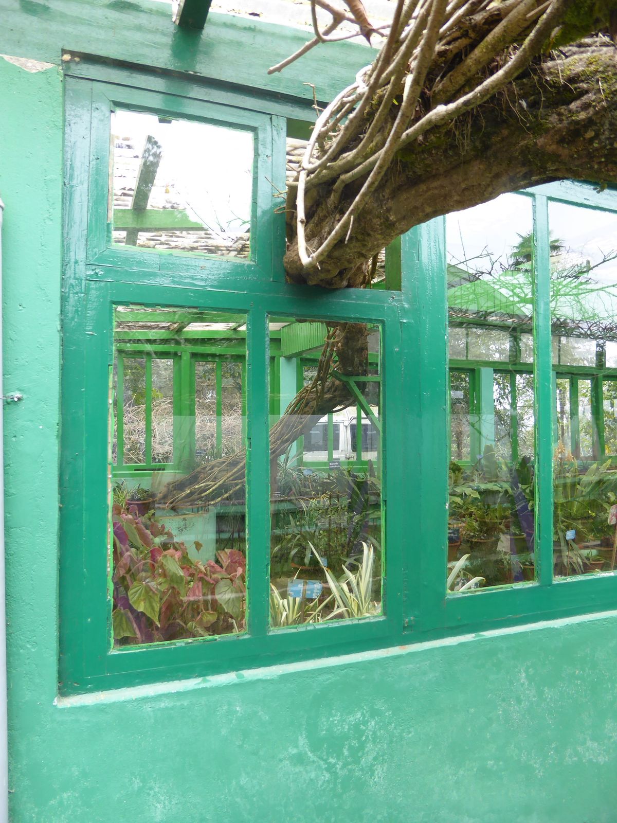 It's Chinese wisteria and was planted when the garden was established. Energizer Bunny: take note.