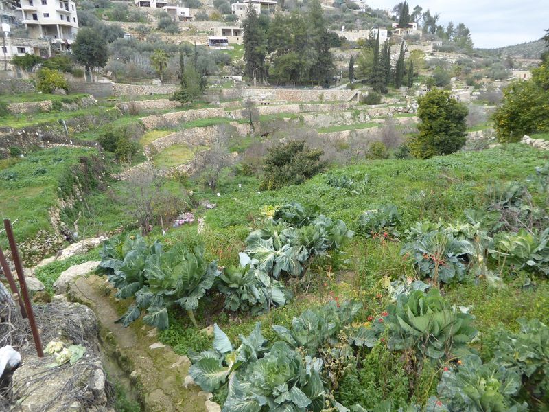 Mint used to be grown for sale in Jerusalem back before 1948, when villagers could go there by train.