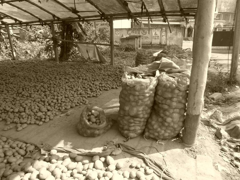 On the drive out from Calcutta we saw half a dozen or more warehouses that had saved part of last year's crop for planting this year. Here, 