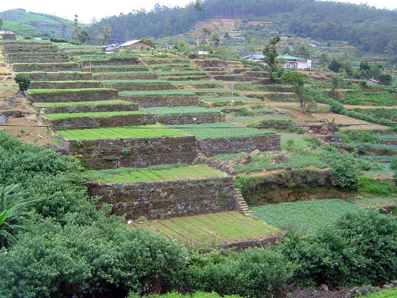 The gardening is as or more meticulous than that on the tea plantations.