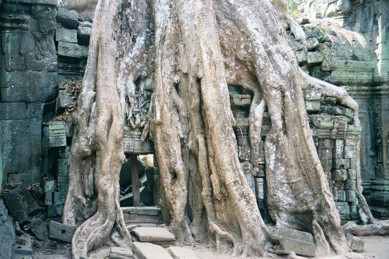 This they have done with a vengeance. There are two species at work. One, shown here, is a strangling fig, genus Ficus.