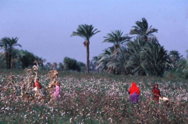 The cotton harvest, with date palms in the background. Picking is still done by hand, for there is no shortage of labor. Where do the youngs