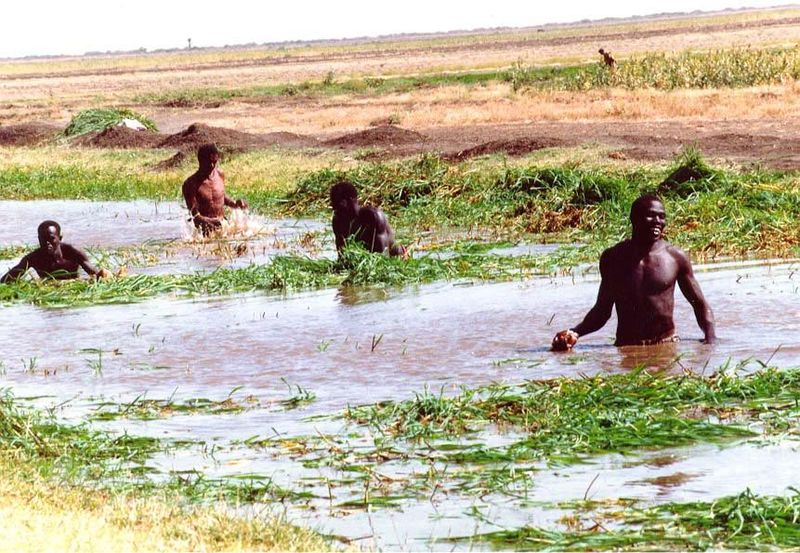 Southerners are hired to clear water-weeds from the canals. Local shun the work, because wading in them is a good way to contract schistosom