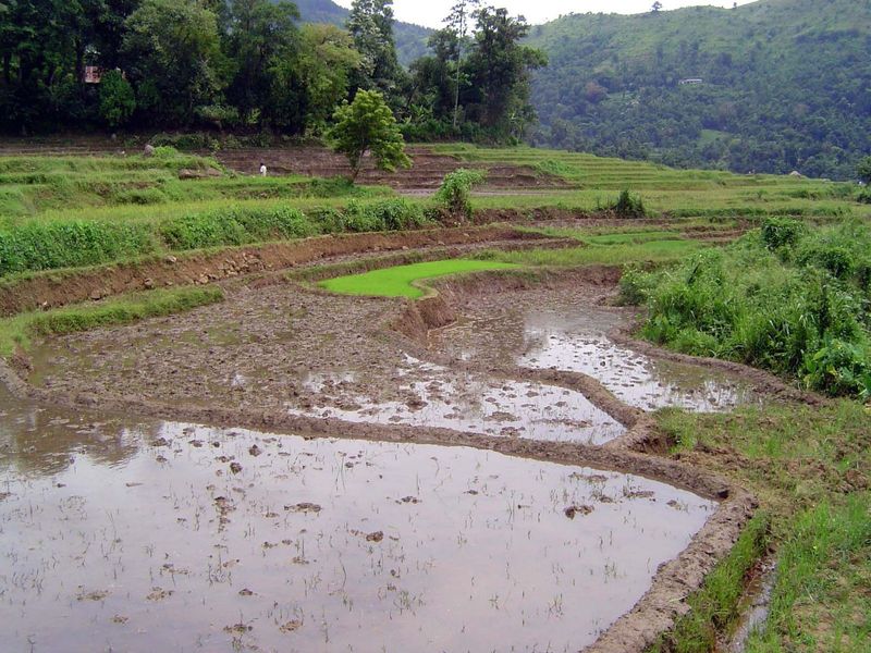 A paddy nursery and fields awaiting transplanting.