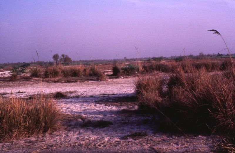 Not that the systems work perfectly. Excess irrigation has brought the water-table to the surface here. The water evaporates and leaves a sa