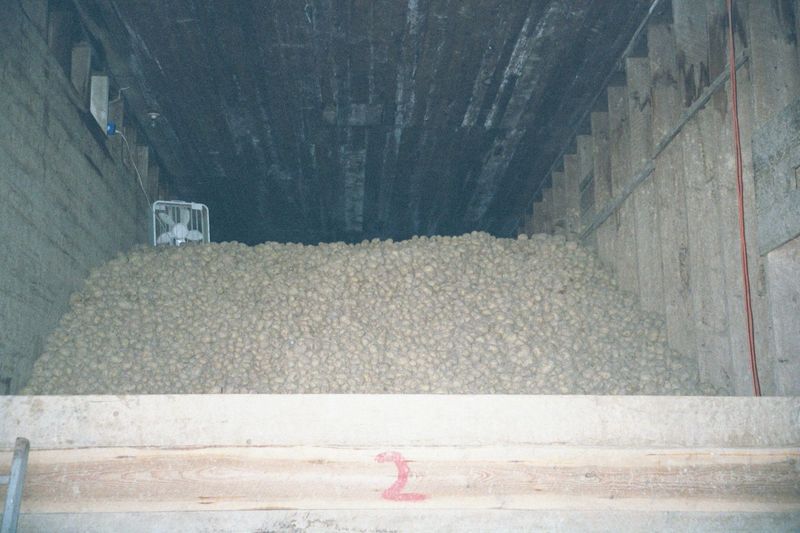 Close-up. The room is cold, but not freezing. The smell is musty; the potatoes, almost rock hard.