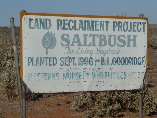 Connoisseurs swear by mutton fed on saltbush.