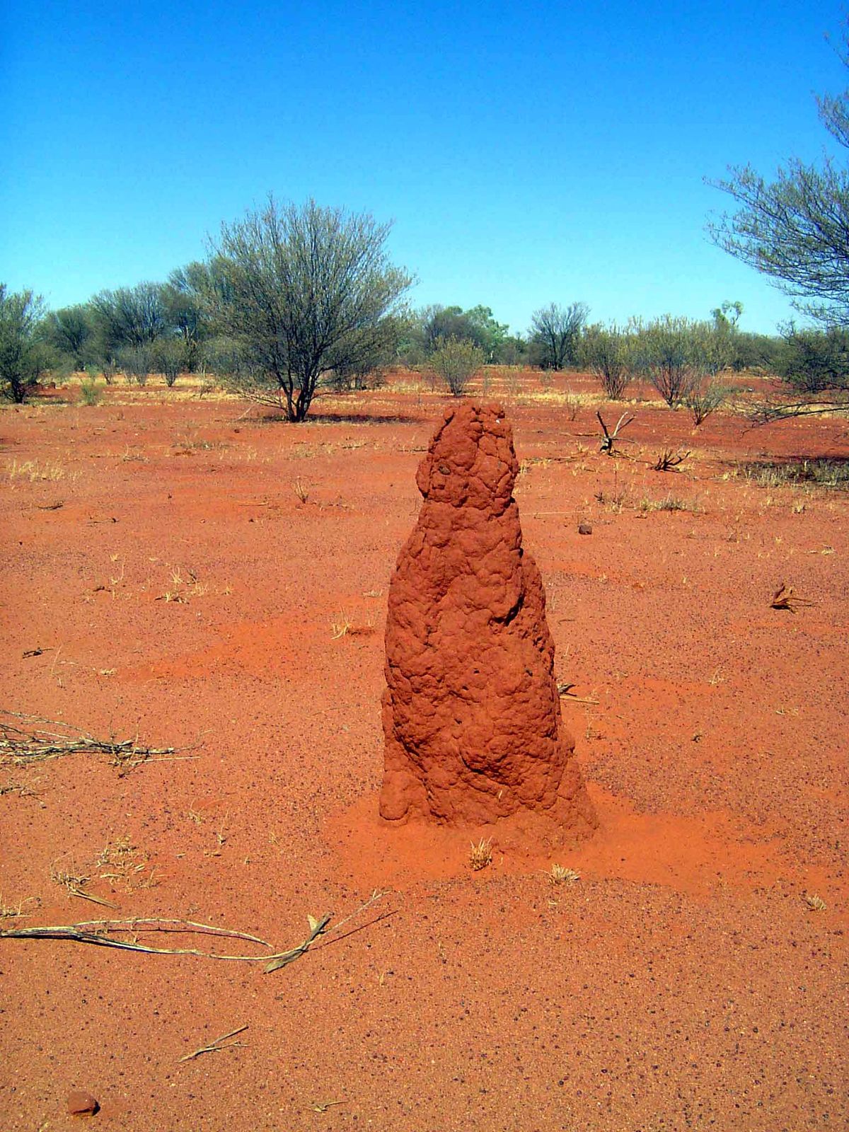 One of zillions of termite mounds.