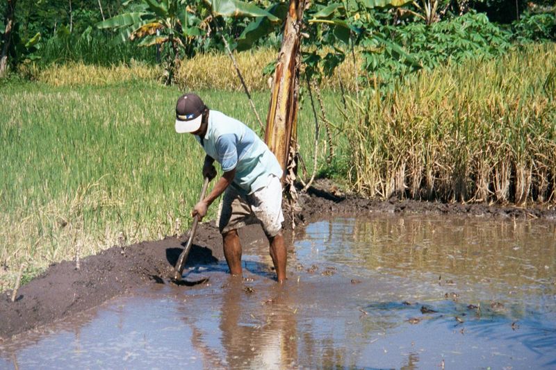 A sawah is flooded and worked to make it waterproof for a coming crop.