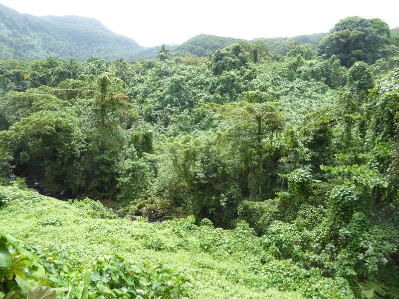 Meanwhile, the island's forest cover has been reduced from 43 percent in 1975 to 12 percent in 2002. Those numbers at first glance seem impo