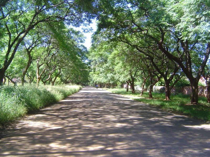 Back to Bulawayo and a typical street in Suburbs, which covers a grid of about seven by nine blocks. It's very quiet, but all the houses hav