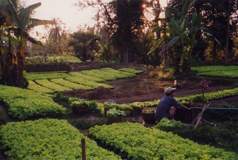 There's an agricultural-research station near the Mekong at the south end of town.