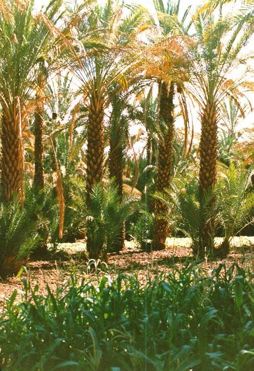 The Ziz finally disappears in the desert, but not before irrigating a series of oases.