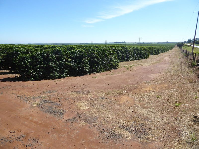 The coffee here is kept as low as a vineyard. It still needs lots of attention.