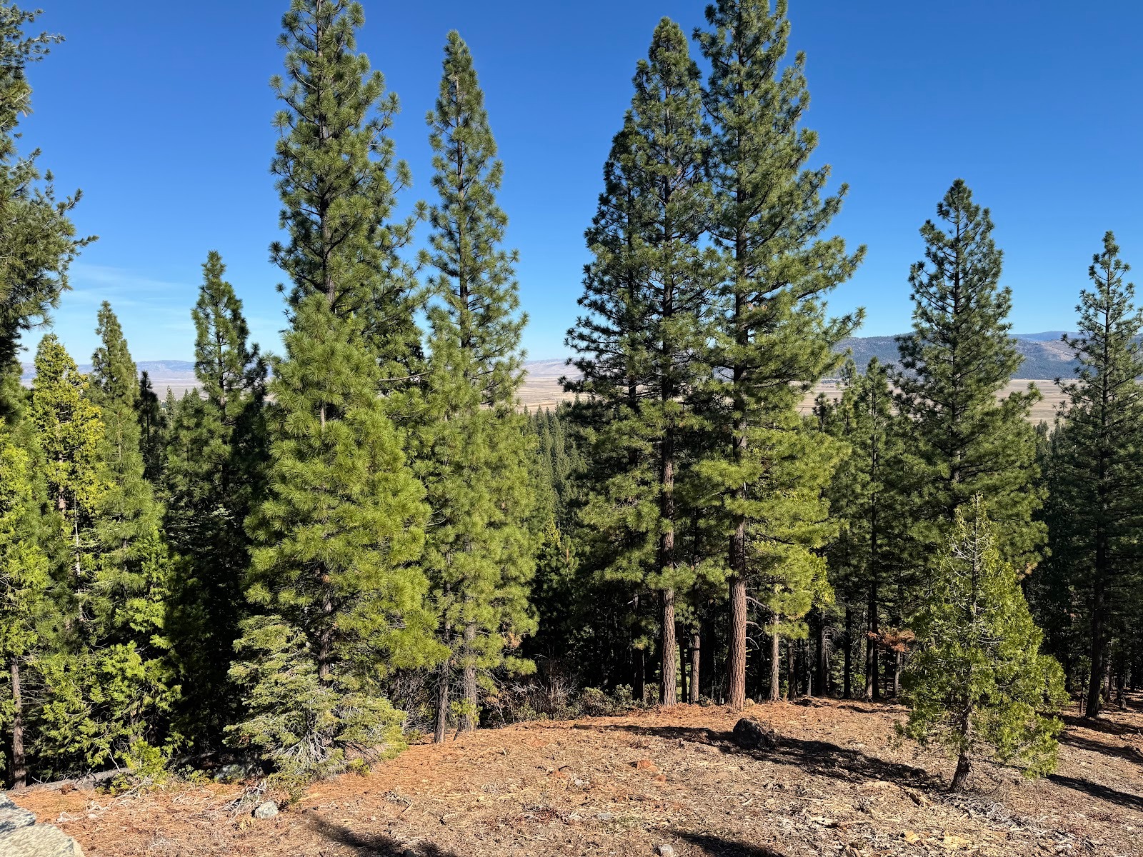 Maybe you can discern through the trees Sierra Valley in the distance.