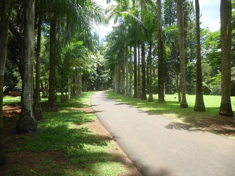 A palm avenue.