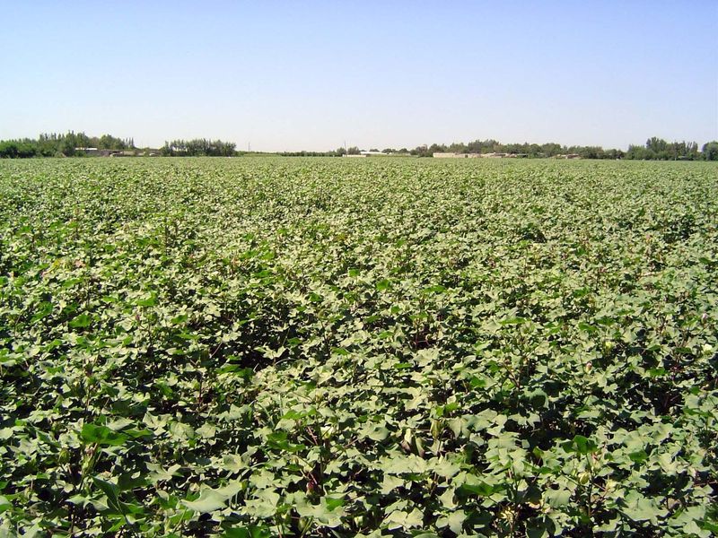 Outside Vabkent, cotton dominates a wide swath of country all the way to Soktare. It hasn't always been this way. Aini writes that the count