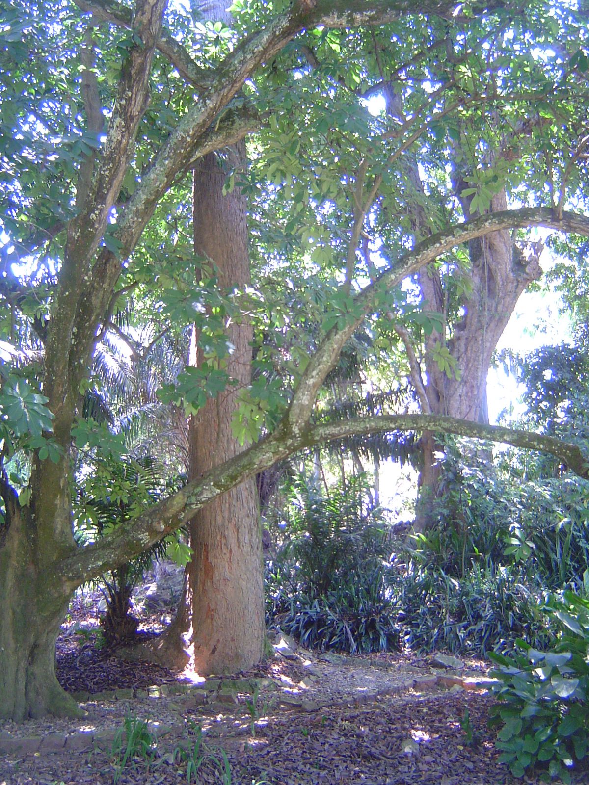 There's been time for this Australian lemon-scented Eucalyptus citriodora to reach maturity.