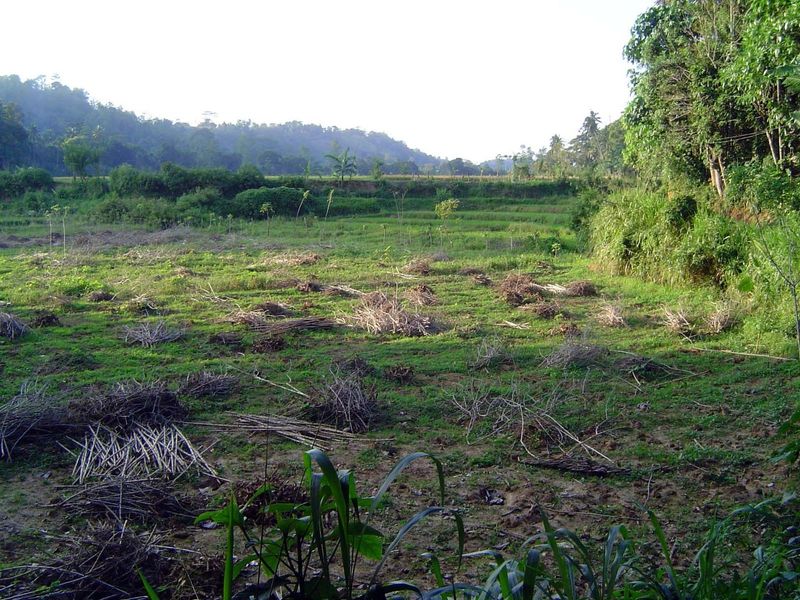 The cassava here has been harvested.