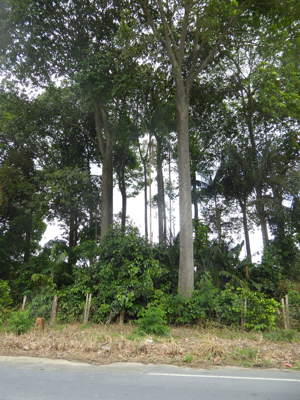 More forest. Surely it's regrowth. "Surely" means I'm bluffing. Haven't you learned anything?