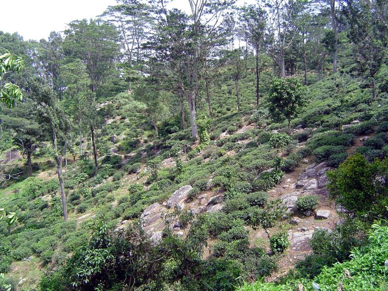 One outcome: scattered bushes among the bedrock outcrops.