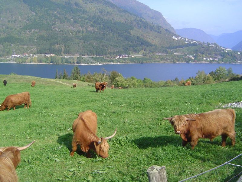 Highland cattle near Fimreite and looking toward the much more densely settled west side of the fjord.