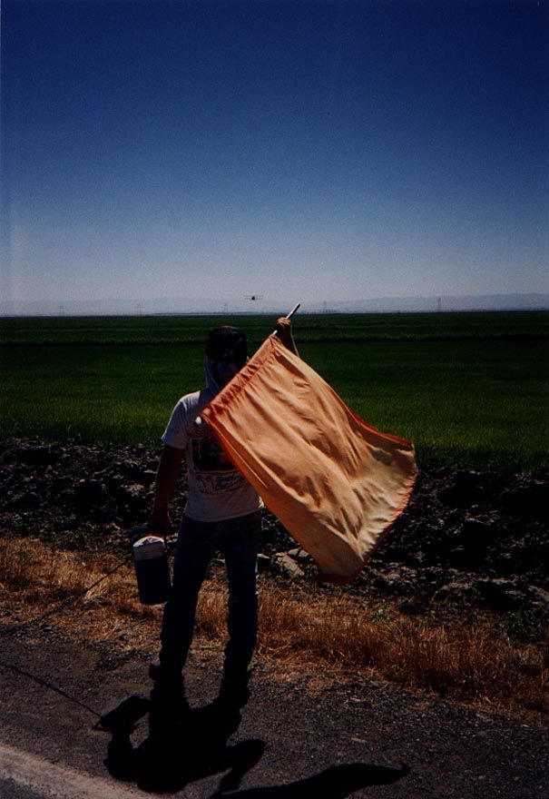 A flagger guides an approaching and low-flying plane that is spraying or fertilizing? an immense rice paddy.