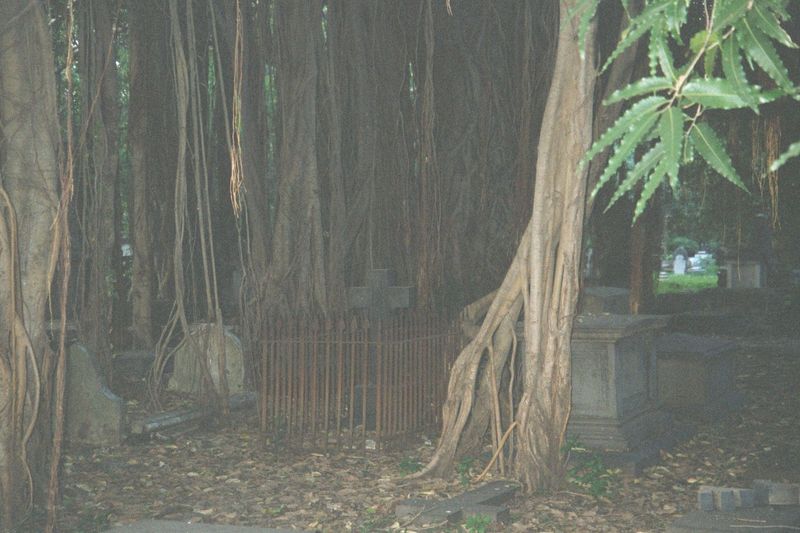 May as well start among the aerial roots of the huge Ficus shrouding the cemetery at St George's.