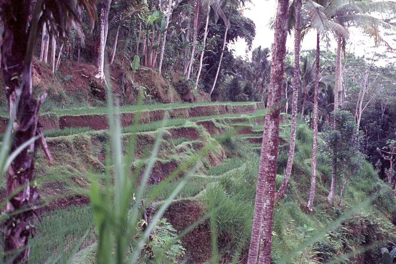 A canal runs along the top cultivated contour.