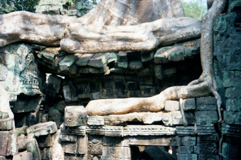 So long as they live, such trees support the temples as much as tear them apart. The trouble comes later, when the wood decays, leaving gaps
